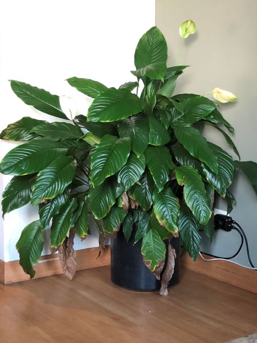 rice water in peace lily 1