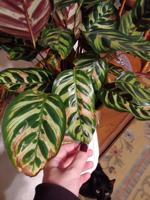 Using Rainwater on Calathea1