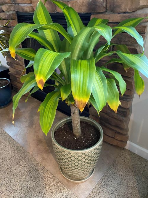 brown tips of indoor plant 