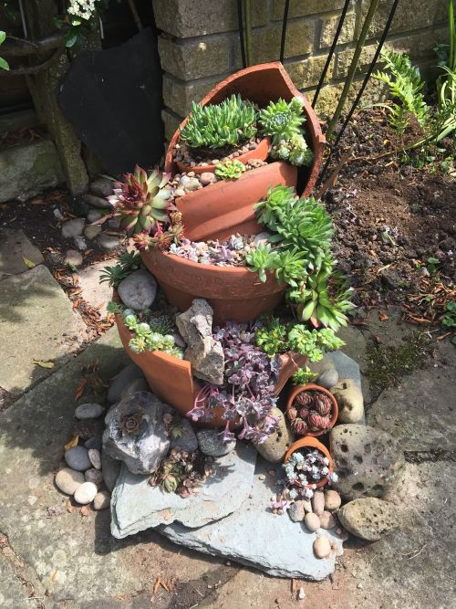 Succulent Lovers Unite