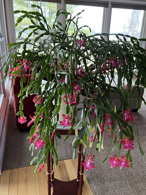 Tricks to Make Your Christmas Cactus Bloom Twice a Year