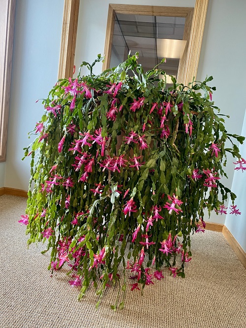 Christmas Cactus indoor