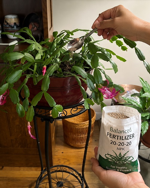 christmas cactus fertilizer