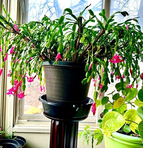 christmas cactus near window