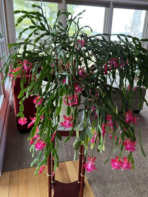 Christmas Cactus Plant