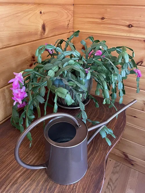 christmas cactus watering
