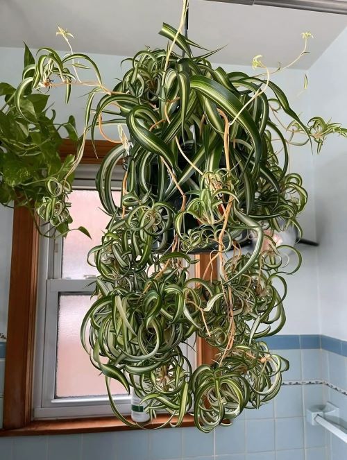 Curly Spider Plant