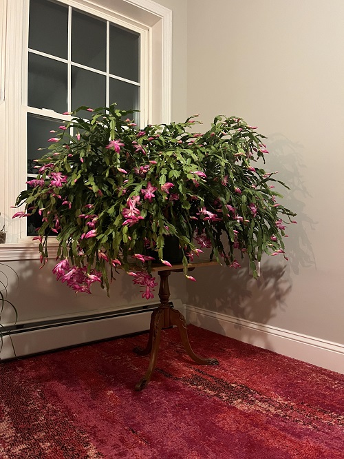 Christmas Cactus in dark