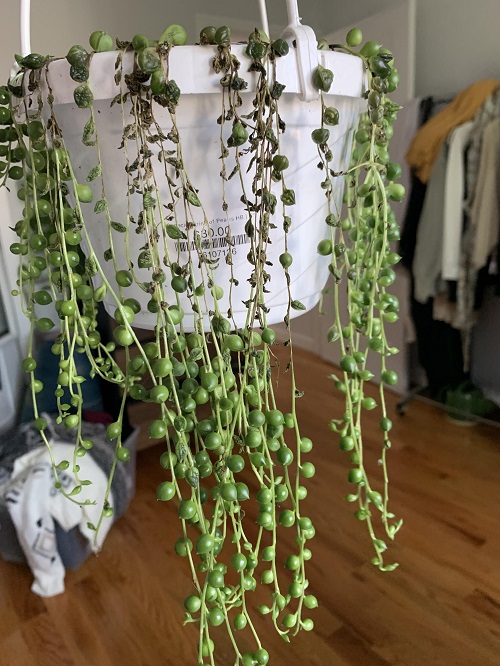 string of pearls is dying