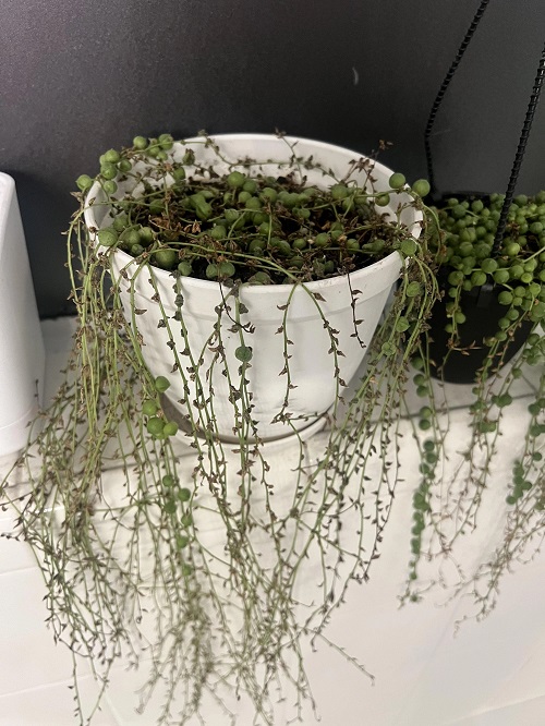 string of pearls is dying