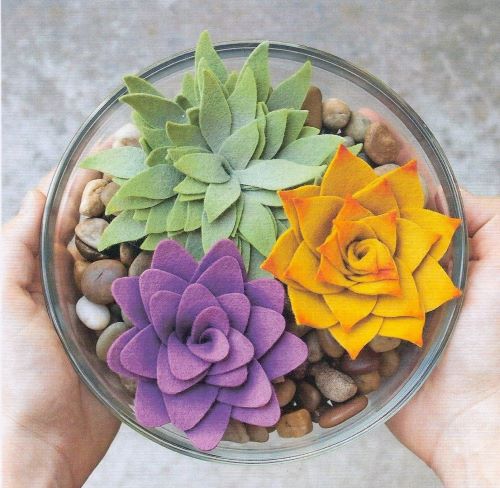 colourful echeveia