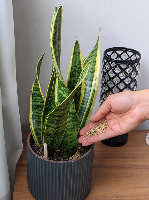 fertilizer for snake plant