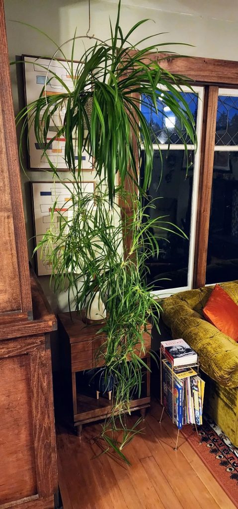 hanging Hawaiian Spider Plant