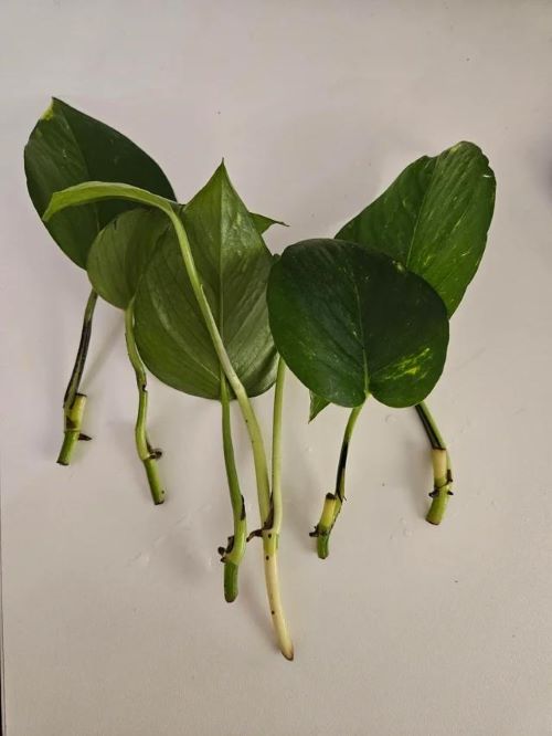 Pothos Propagation 3