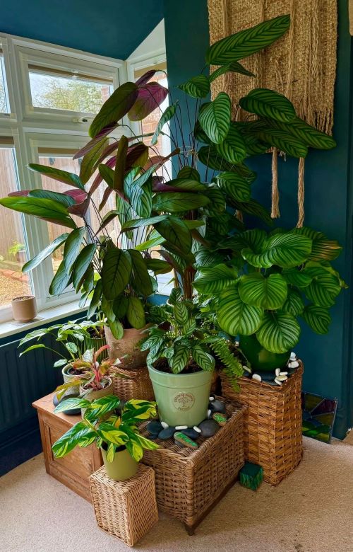 Indoor Plant Jungle