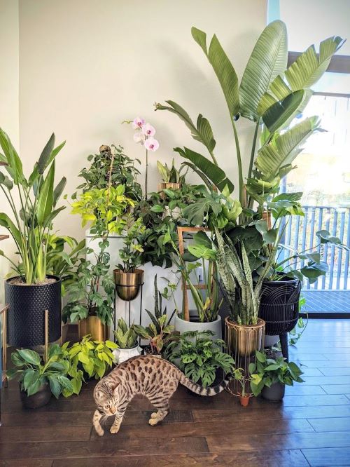 Indoor Plant Jungle