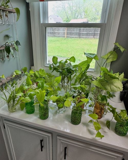indoor plant propagation 