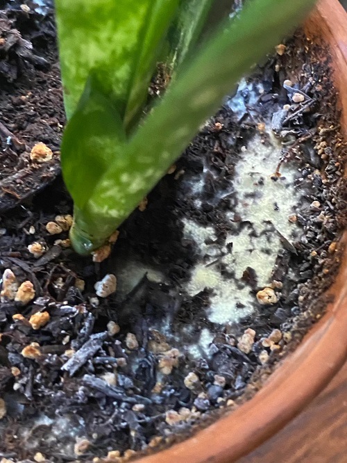 Spraying Rice Water on Snake Plants for 30 Days 4