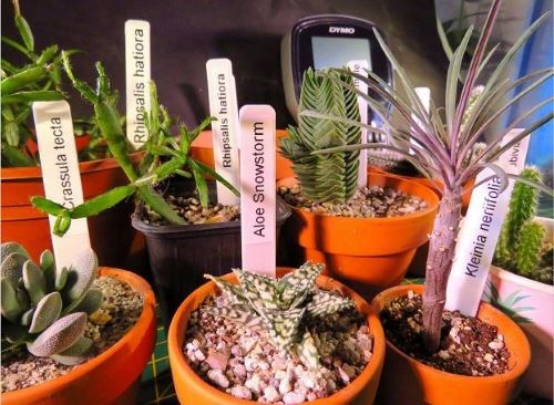 Labels the succulent