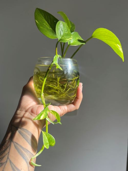 Pothos Propagation 5