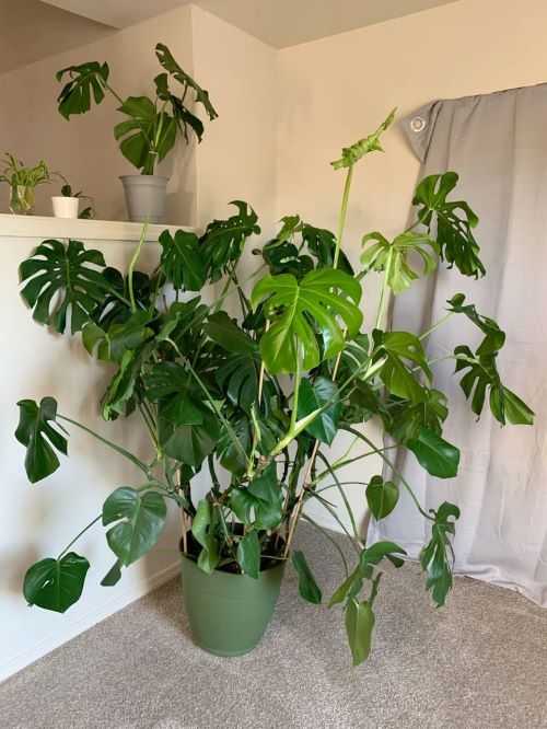 unstaked monstera