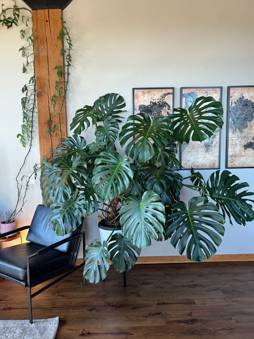 unstaked monstera take more space