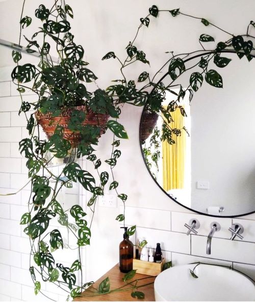 Monstera Around a Mirror