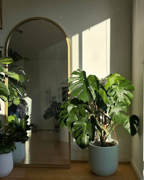 Monstera's Thriving