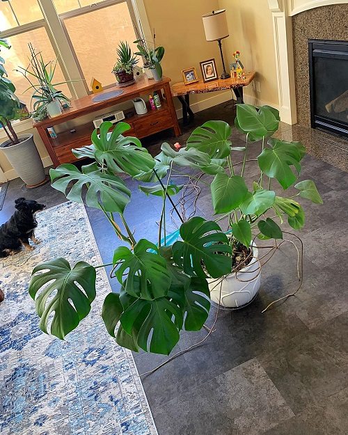 Monstera will grow Sideways