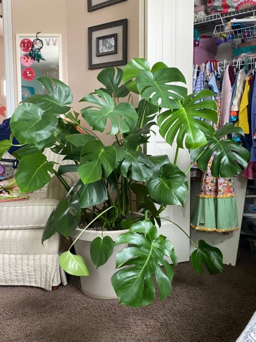 unstaked monstera 2