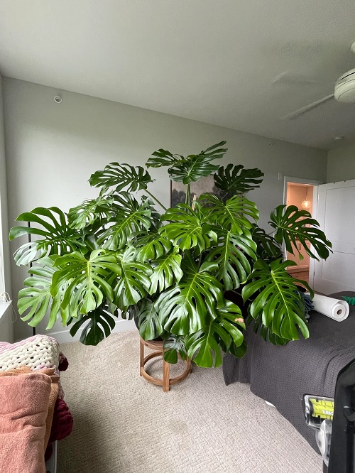unstake monstera