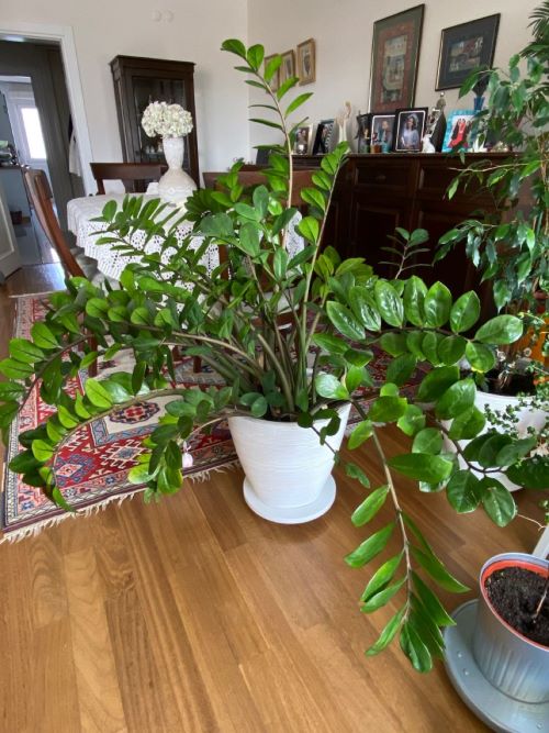 ZZ Plant Stems Bending 2