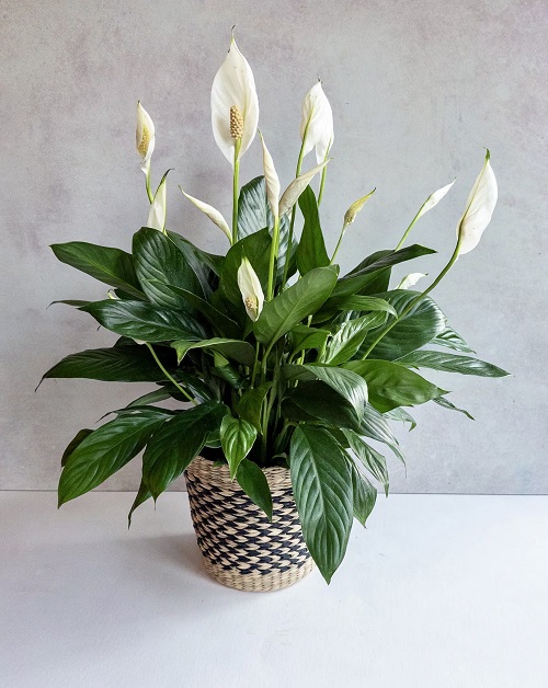 rice water in peace lily
