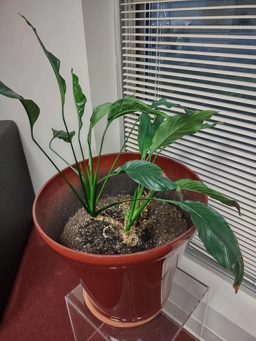 Root Recovery