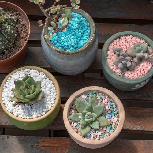 Pebbles on Top in pot