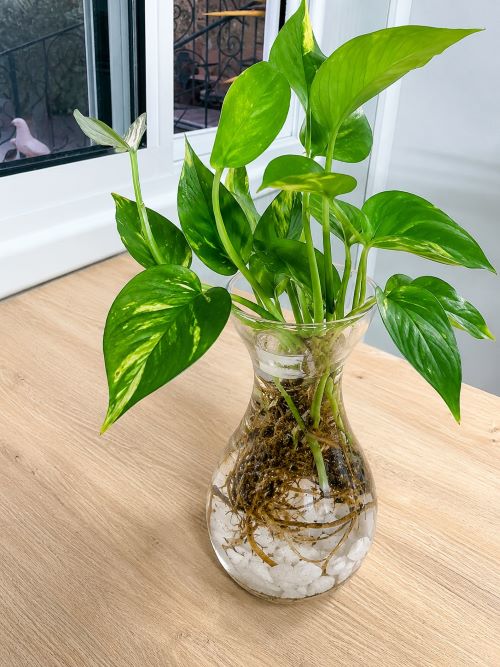 Pothos Propagation 1
