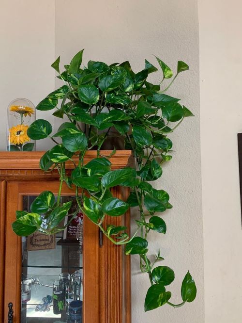 Pothos Propagation 2