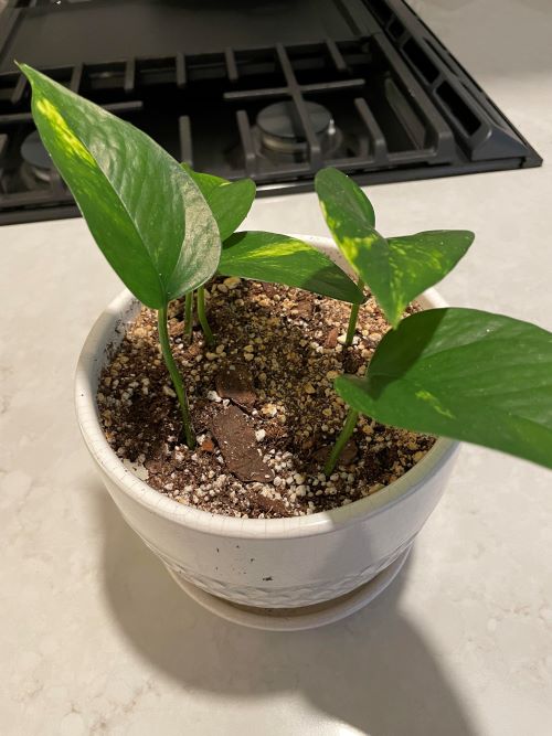 Pot Up Cutting