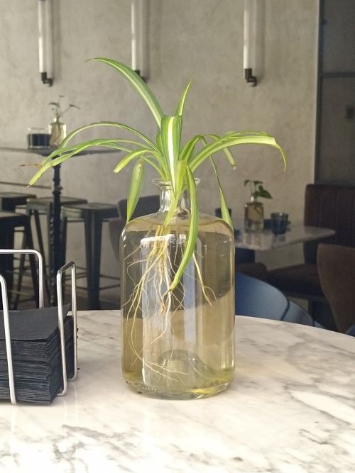 propagate spider plant
