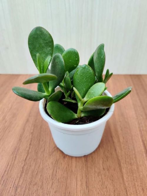 Quarantine New Plants