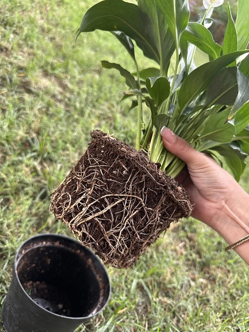 Repotting 