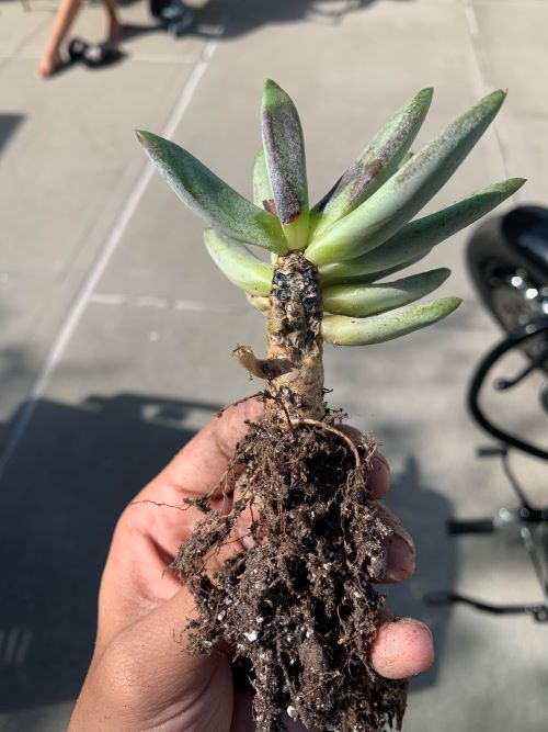 Root Rot 