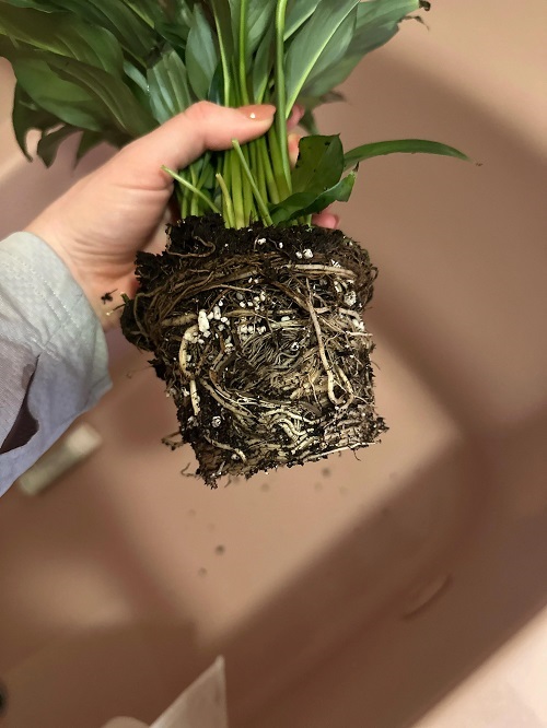  Root Growth