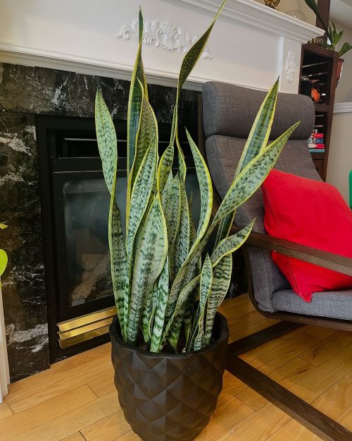 Spraying Rice Water on Snake Plants for 30 Days 2