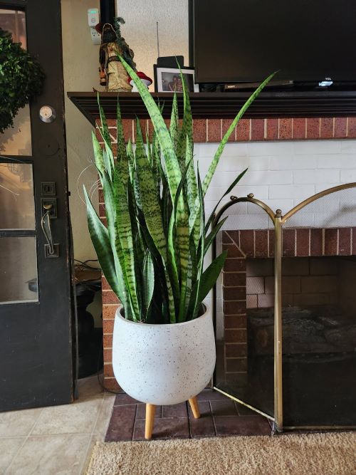 Spraying Rice Water on Snake Plants for 30 Days 3