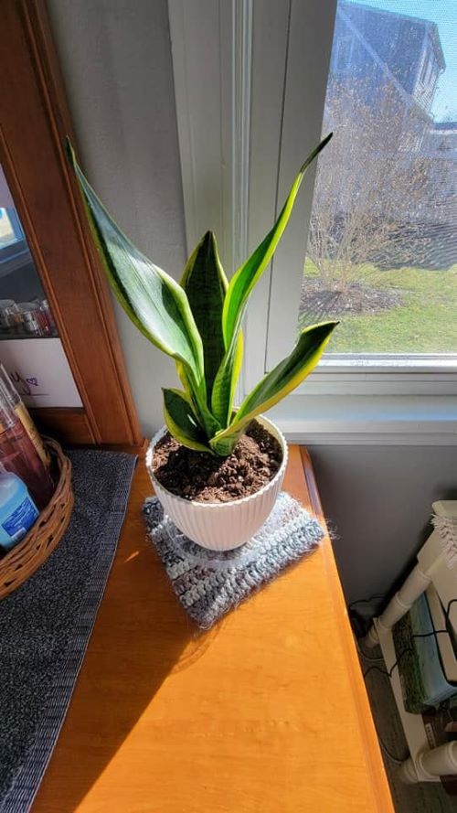 Proper Plant Care