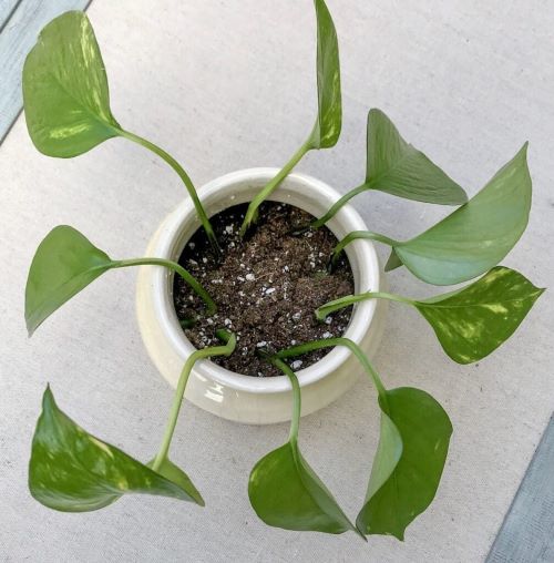Pothos soil Propagation