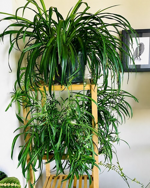 solid green Spider Plant