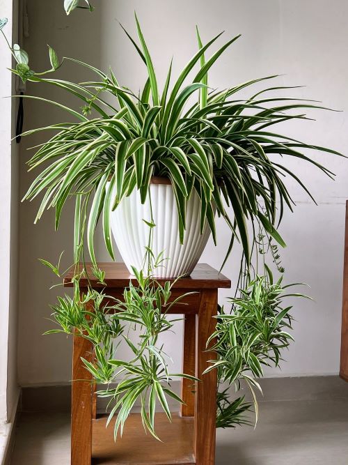 Spider Plant