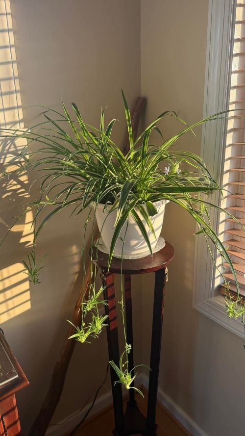 spider plant on sun light